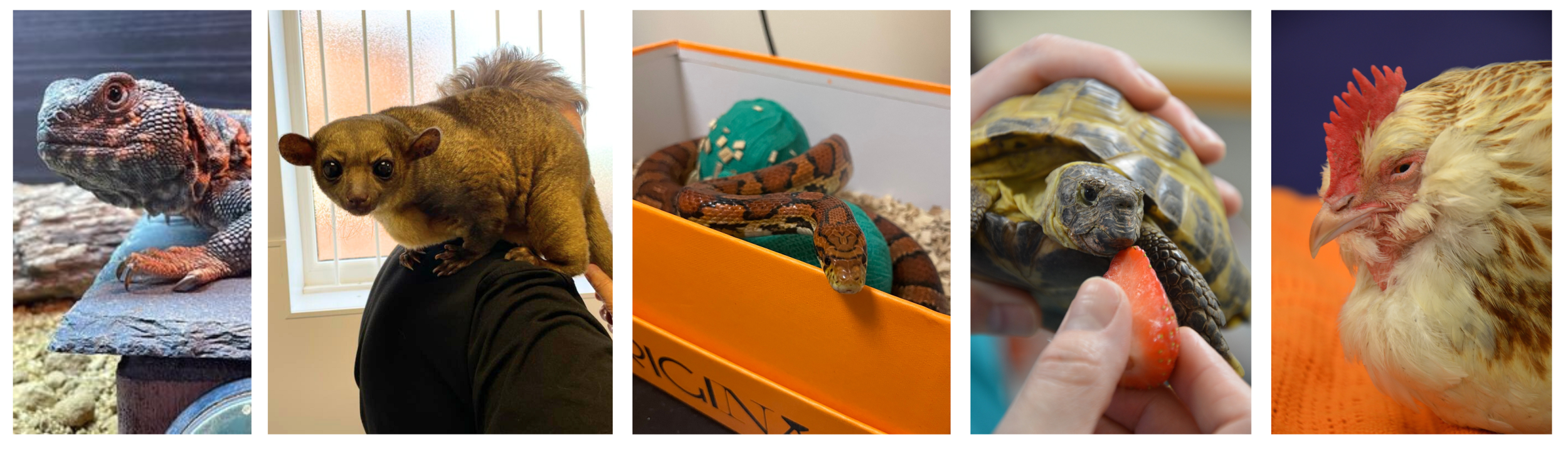 Exotic pets at Orchard Vets